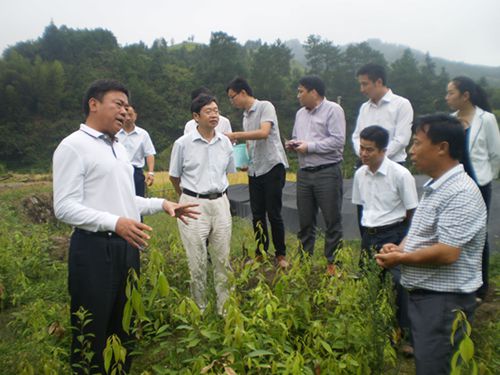 怀化市委书记张自银(左一)调研甜茶基地 胡应祥(右一
